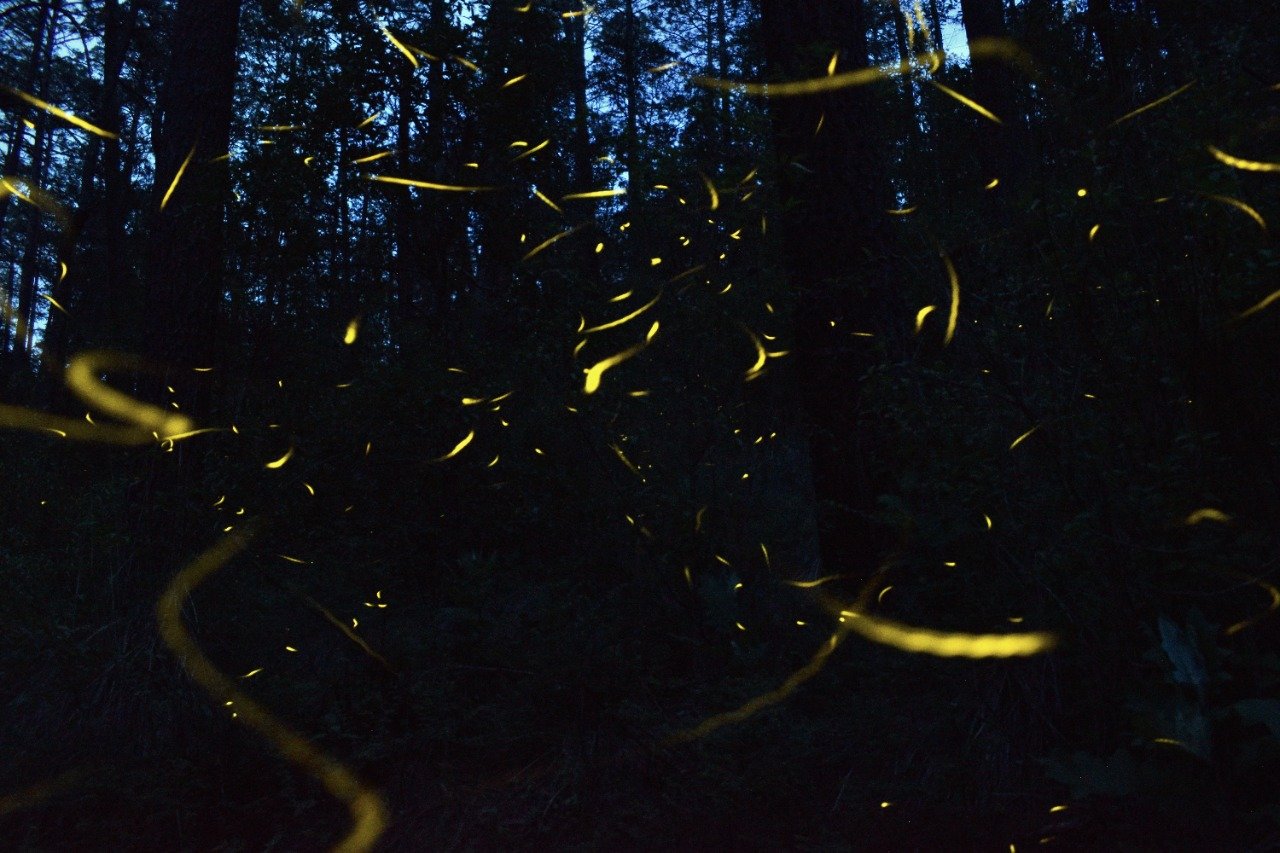 Foto: Adriana Isabel Gutiérrez Castro