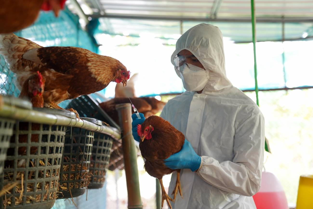 Brasil enfrenta emergencia zoosanitaria por gripe aviar en aves silvestres