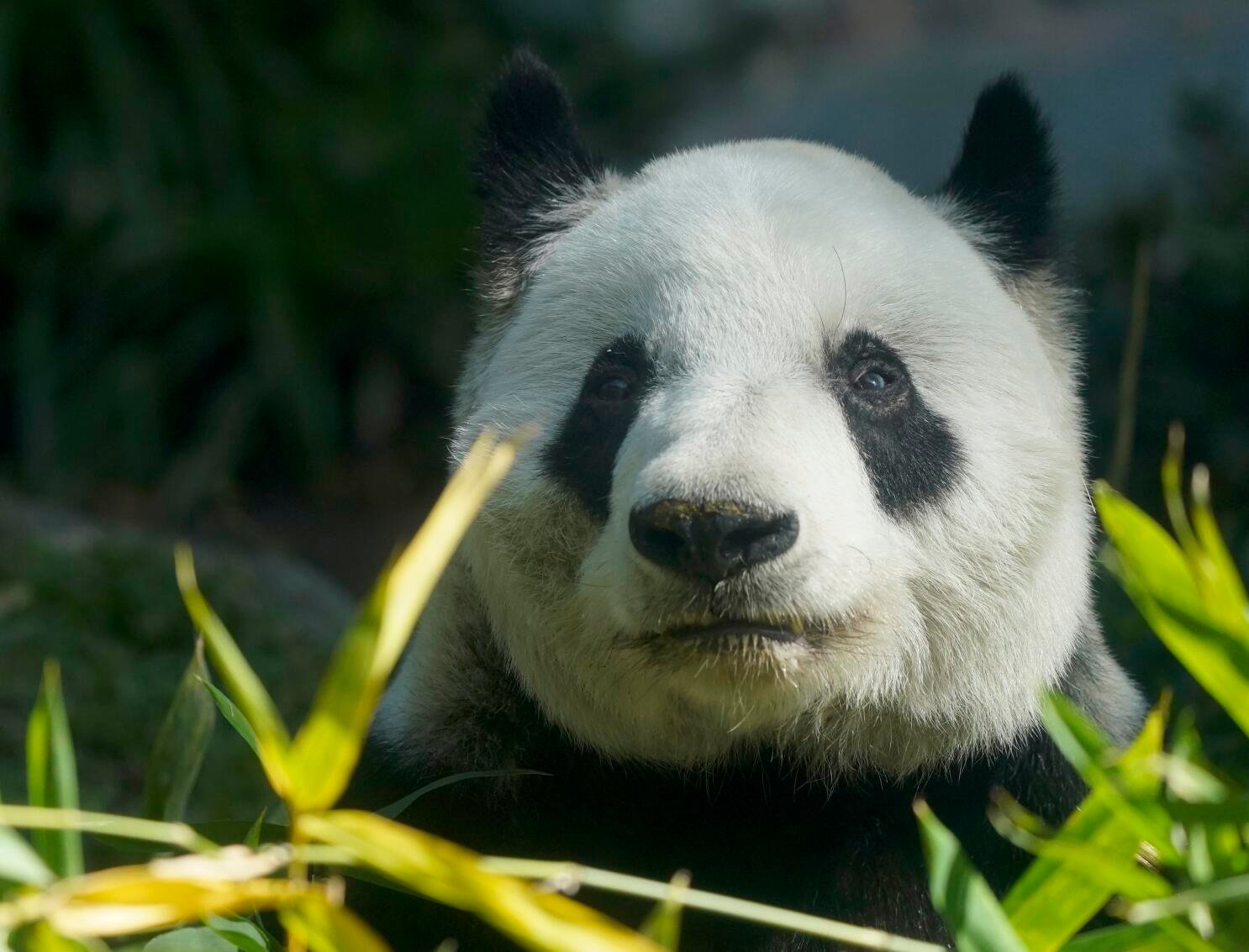 panda