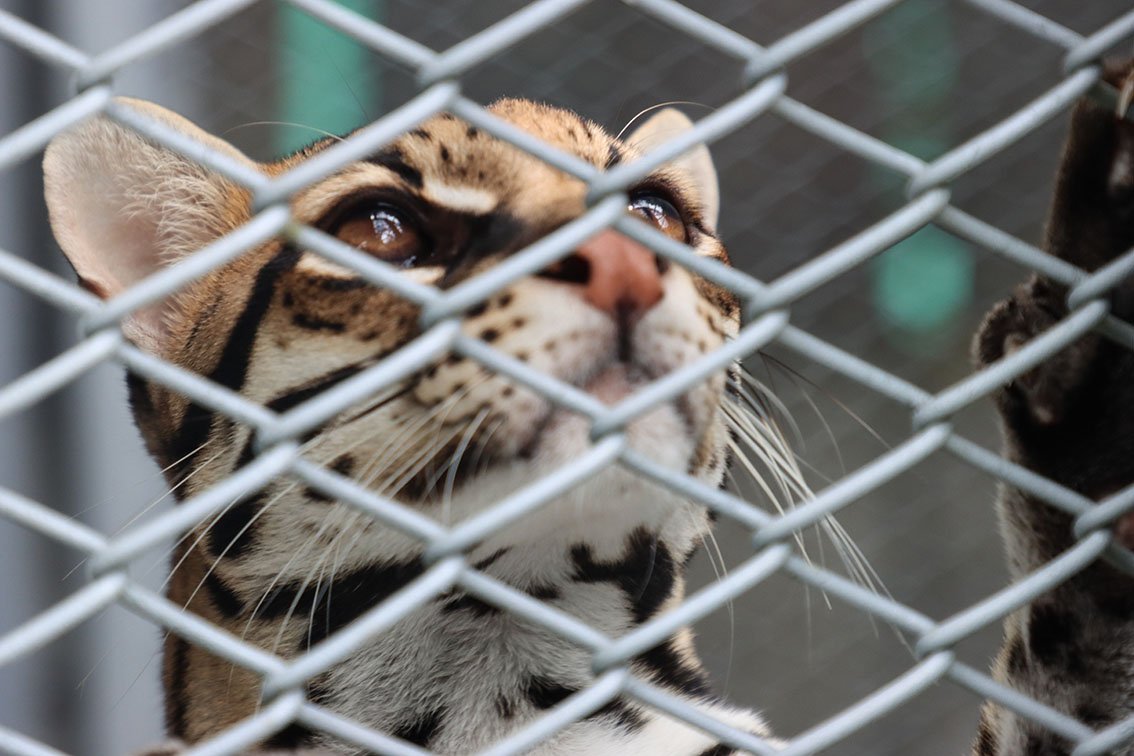 Tráfico ilegal de felinos