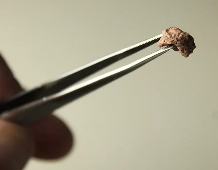 tetrápodo más pequeño de Sudamérica