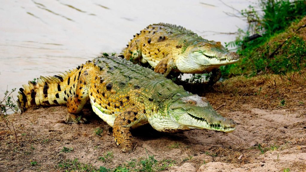cocodrilos del Orinoco en Colombia