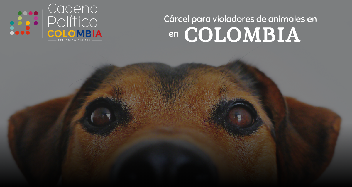 Cárcel para violadores de animales en Colombia: aprueban ley con penas de más de 4 años