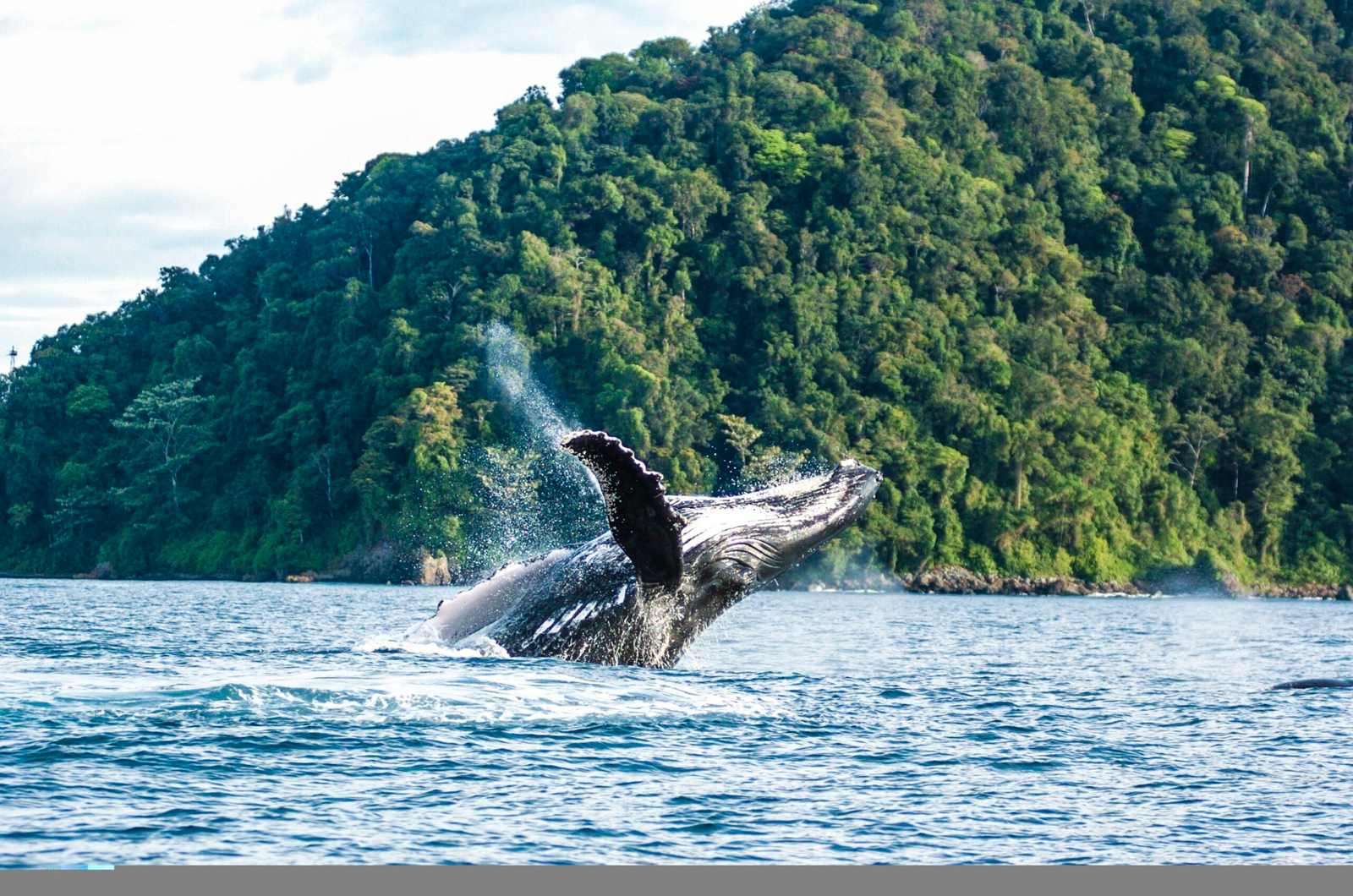 Parques Nacionales colombia ballenas