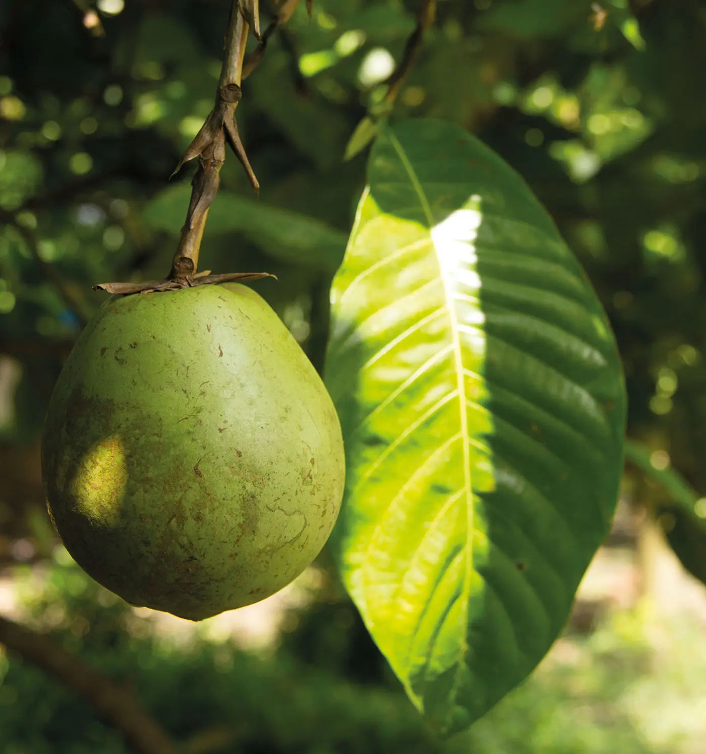 Colombia y su tesoro frutal: superalimentos de la Amazonía y los Andes
