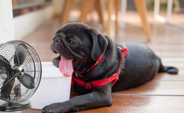 Consejos para cuidar a tu mascota en época de calor