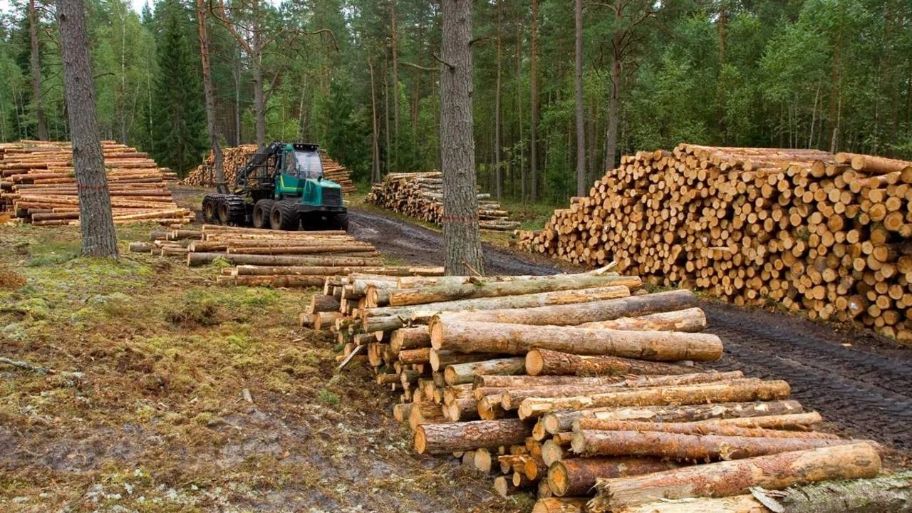 ¿Qué está causando el nivel récord de deforestación en Colombia tras dos décadas?