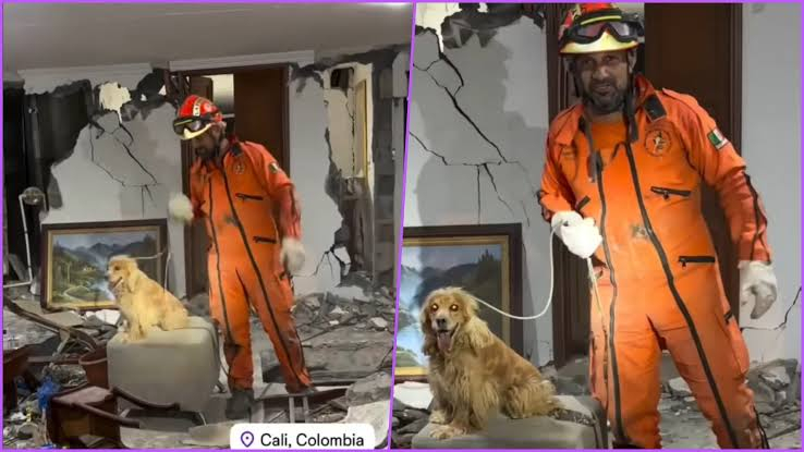 Rescatan a perrita atrapada en un apartamento tras el fuerte terremoto en Colombia