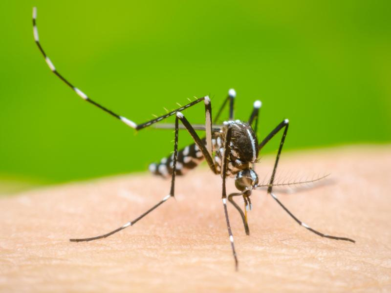 Dengue Meta refuerzan prevención